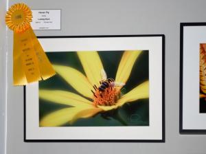 Hover Fly By Ludwig Keck Gets Yellow Ribbon At Images Of Nature Exhibit